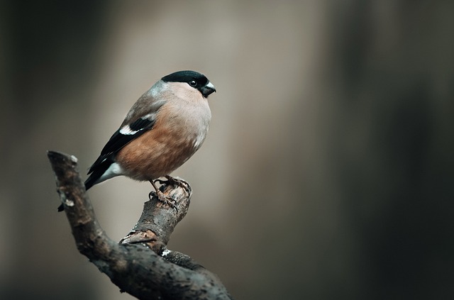 finch-6942278_640